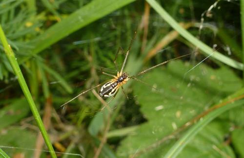 Réf. 87 299 : Neriene radiata