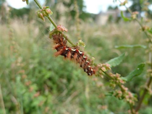Acronicta rumicis