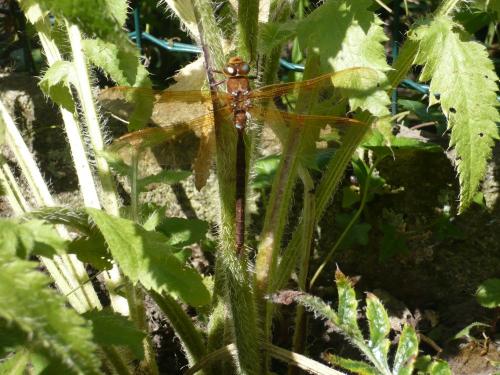 Aeshna grandis