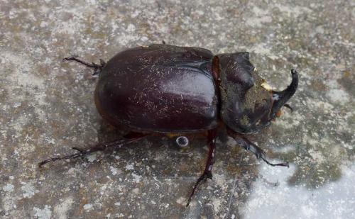 Oryctes nasicornis