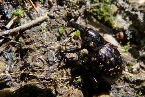 Réf. 87 455 : Liparus germanus