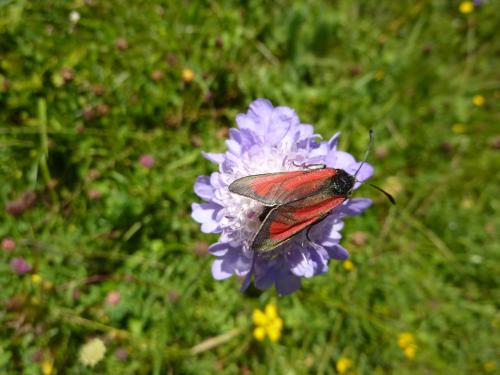 Zygaena sp.