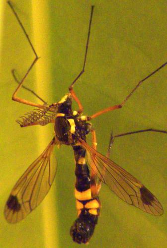 Ctenophora festiva