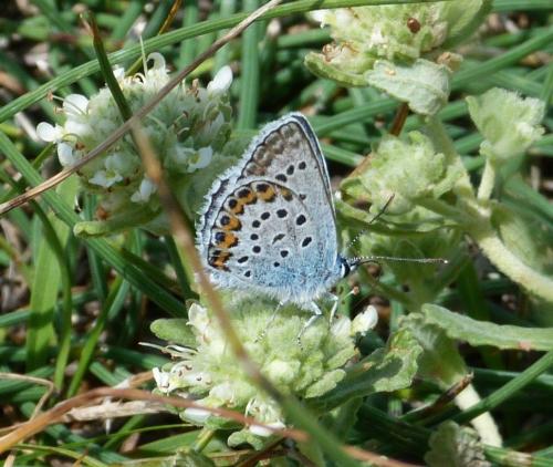 Plebejus sp.