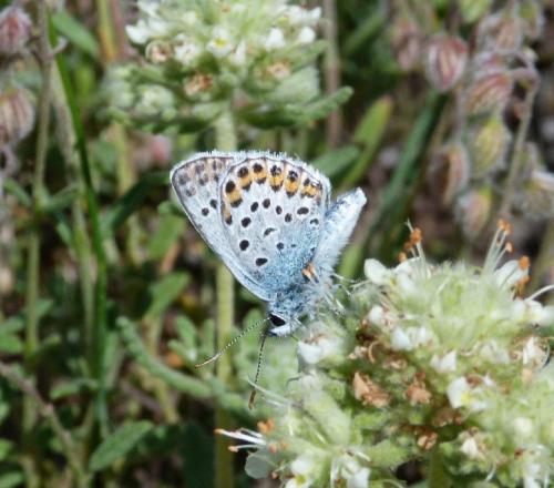 Plebejus sp.