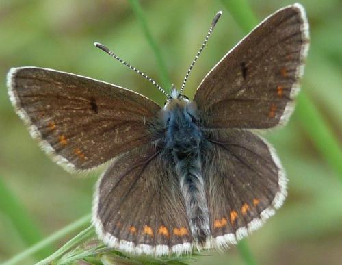Réf. 87 481 : Aricia sp.