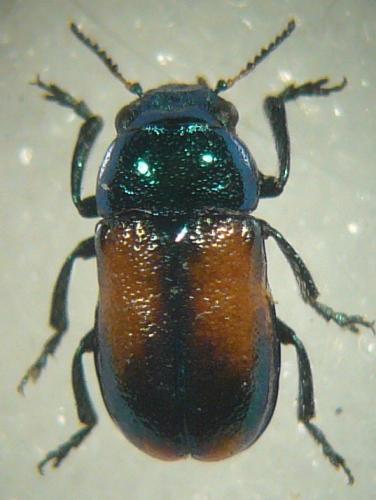 Réf. 87 187 : Smaragdina concolor