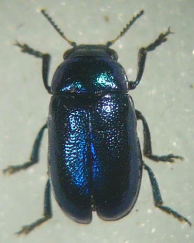 Smaragdina concolor