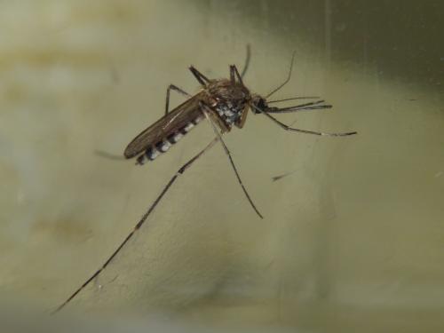 Réf. 87 486 : Aedes vexans