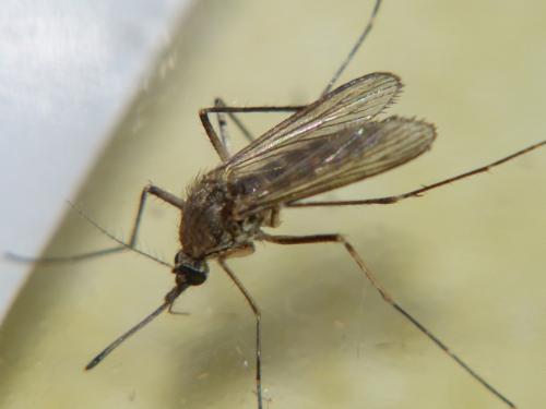 Réf. 87 487 : Aedes vexans