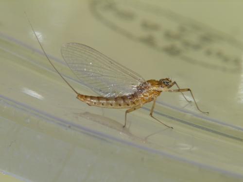 Rhithrogena beskidensis