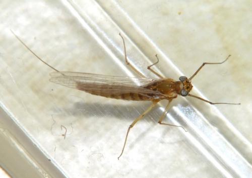 Rhithrogena beskidensis
