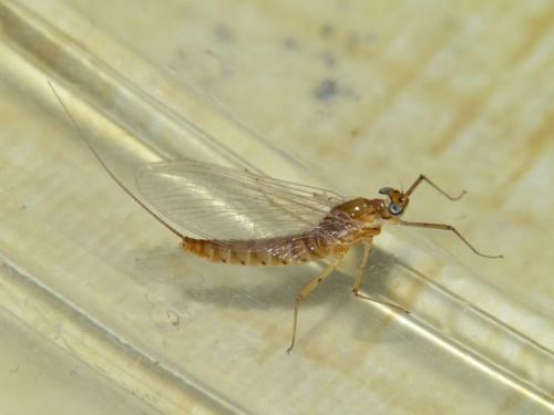 Rhithrogena beskidensis
