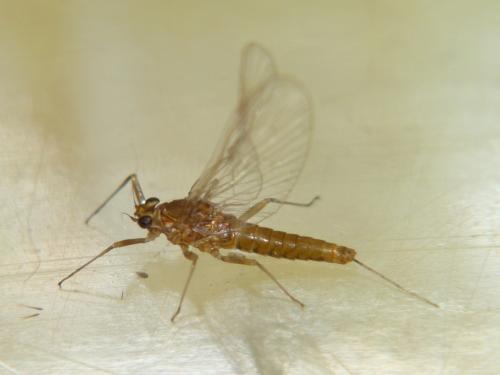 Baetis sp.