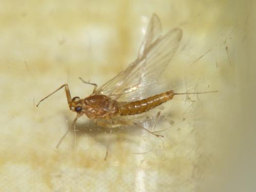 Baetis sp.