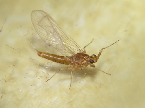 Baetis sp.