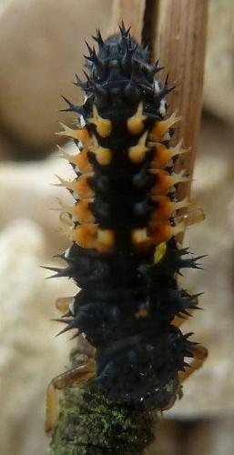 Harmonia axyridis
