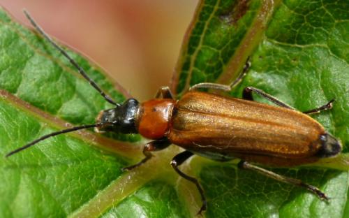 Réf. 87 022 : Anogcodes rufiventris