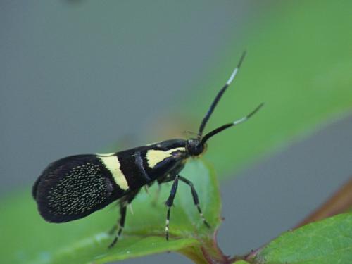 Dasycera oliviella