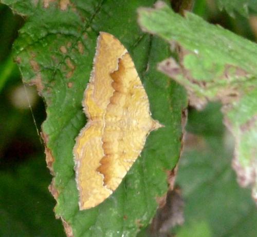 Camptogramma bilineata