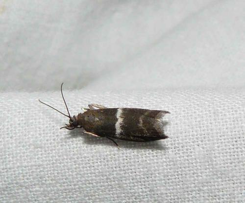 Réf. 87 001 : Elegia similella
