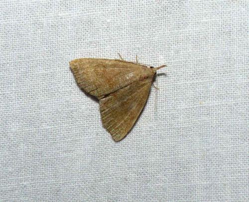 Pechipogo strigilata