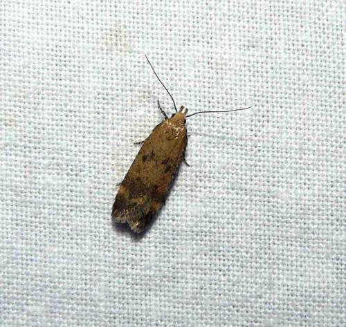 Pexicopia malvella