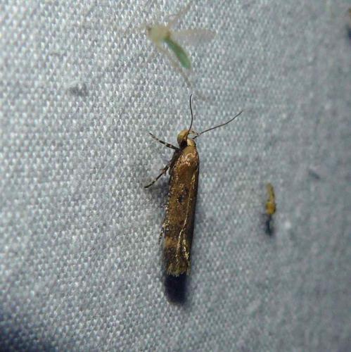 Pexicopia malvella