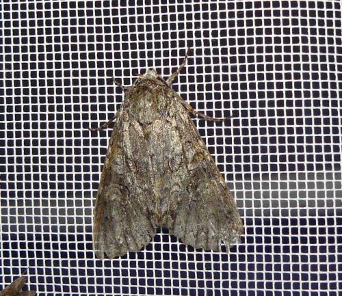 Polia nebulosa