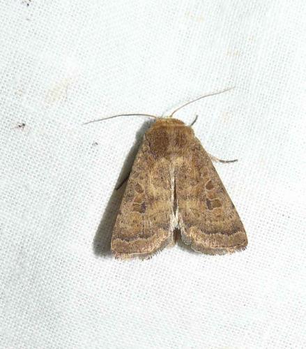 Réf. 87 696 : Hoplodrina octogenaria