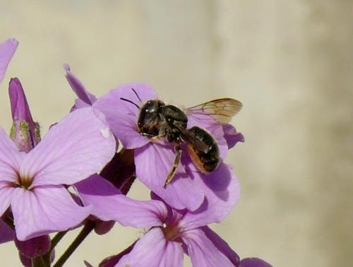 Osmia brevicornis