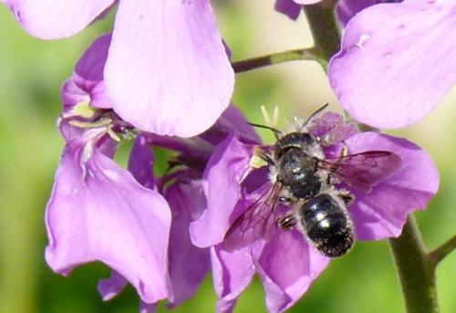 Osmia brevicornis