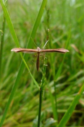 Réf. 87 462 : Stenoptilia sp.