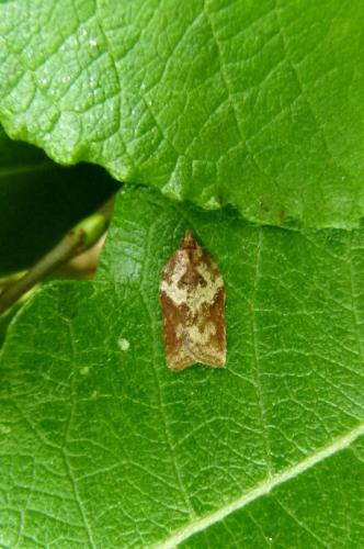 Acleris hastiana