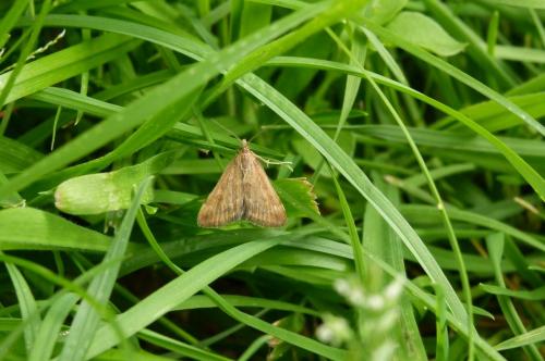 Pyrausta despicata