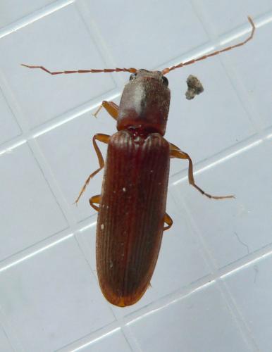 Réf. 87 441 : Athous campyloides