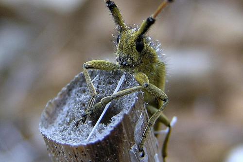 Agapanthia asphodeli