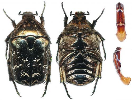 Potosia caucasica
