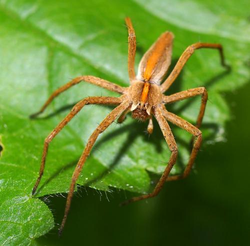 Réf. 87 918 : Pisaura mirabilis