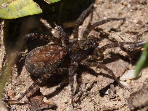 Arctosa leopardus