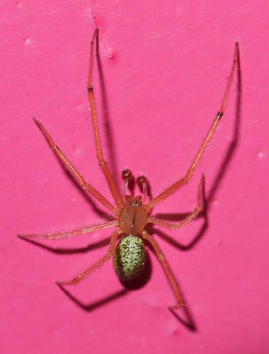 Enoplognatha sp.