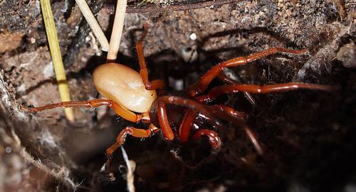 Dysdera sp.