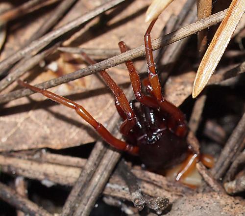 Dysdera sp.