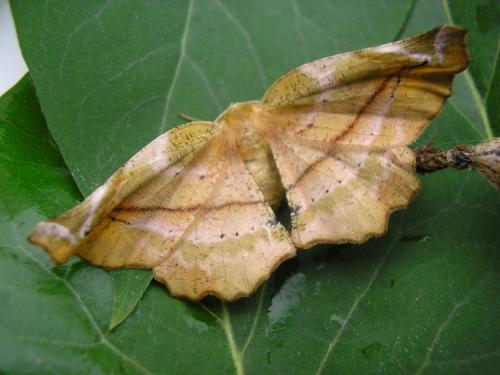 Réf. 87 563 : Apeira syringaria