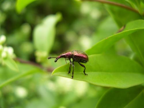 Réf. 87 184 : Rhynchites auratus