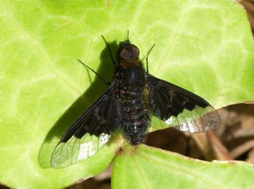 Hemipenthes morio