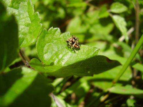 Evarcha falcata