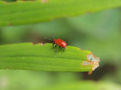 Lilioceris lilii