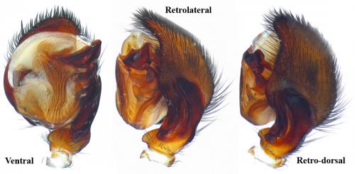 Réf. 87 718 : Selamia reticulata
