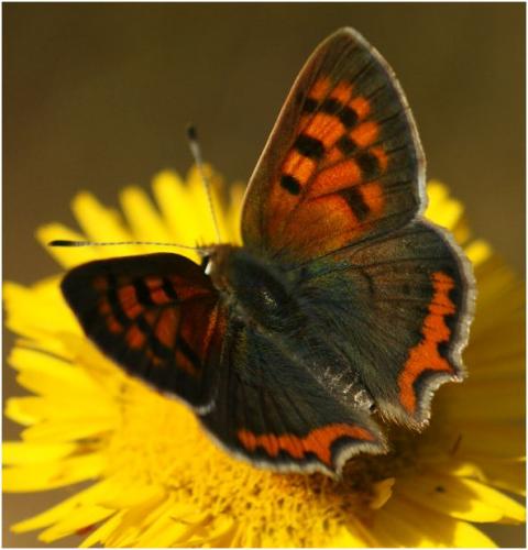 Lycaena phlaeas